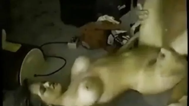 巨乳と毛むくじゃらのコックを持つ新鮮な女の子、森の中で服を着替える タツ av 動画